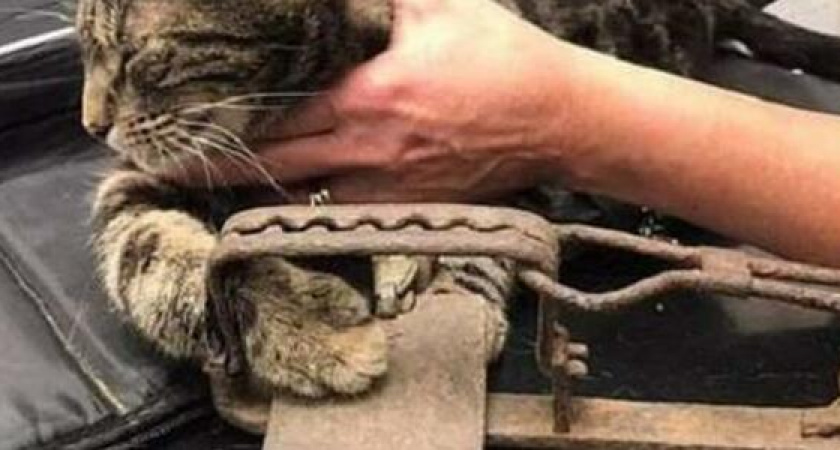 В Новороссийске бродячий кот угодил в настоящий капкан