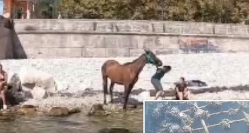 Лошадь на берегу и продуктовая тележка на дне: видео Цемесской бухты