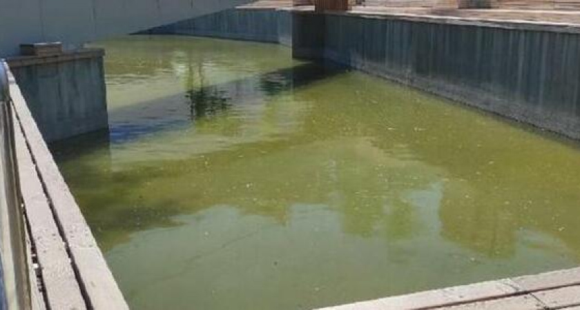 В парке Фрунзе Новороссийска восстановят пруд с рыбами и высадят 100 можжевельников