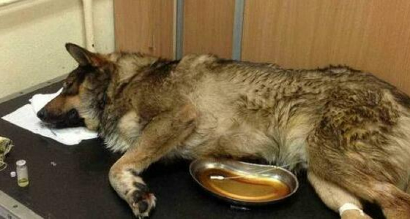 В Новороссийске умерла собака, отравленная человеческим лекарством от туберкулеза