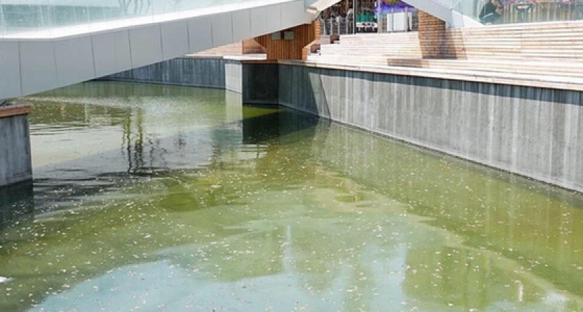 Черепашек и карпов не будет: пруд в новороссийском парке Фрунзе обзаведется фонтанами