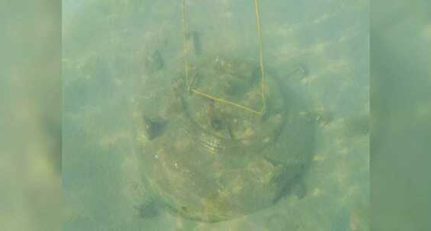 Странный предмет с заваренным люком  нашли новороссийцы на морском дне у популярного пляжа: фото и видео находки