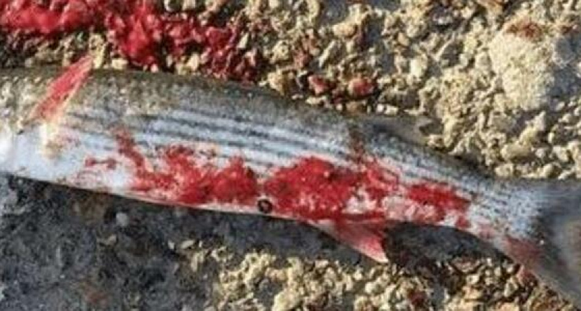 Новороссийским браконьерам придется ответить за незаконный вылов кефали на драчку