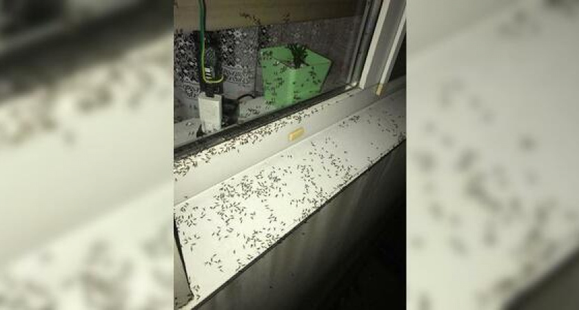 Нашествие летающих муравьев переживает Новороссийск: очевидцы публикуют фотографии, как крылатые насекомые облепили дома