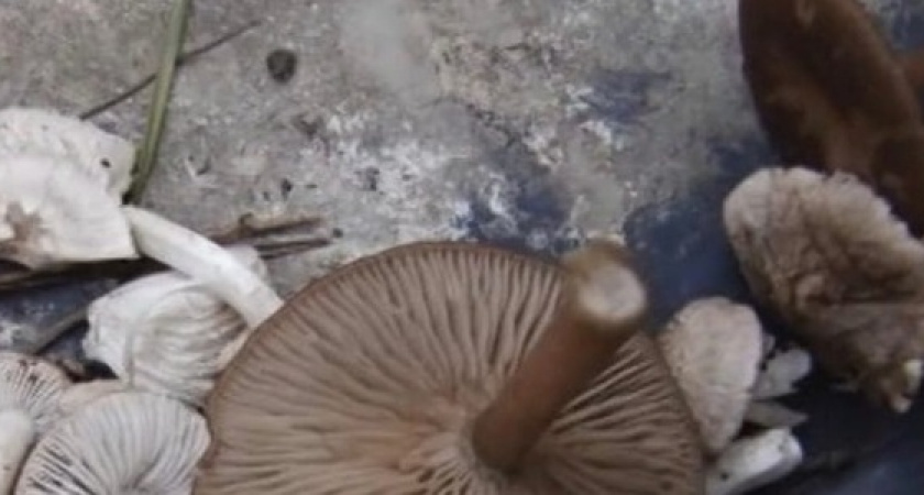 В новороссийских лесах появились первые весенние грибы