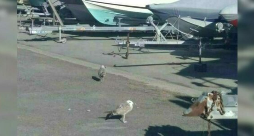 В новороссийском яхт-клубе взяли опеку над двумя чайками (птицы не могут летать)