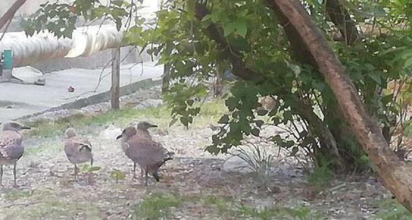 В Новороссийске погибает чайка – мама четверых птенцов. Срочно нужна помощь!