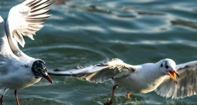 «Новороссийск – город чаек!»: 18 красивых и забавных фотографий белоснежных птиц в Цемесской бухте