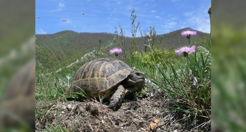 Ученые нашли в Новороссийске черепаху с мутацией