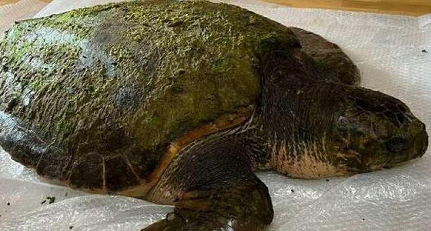 Чуда не произошло: гигантская черепаха, которую выбросило на берег в районе Анапы, умерла