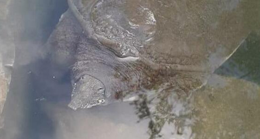 Редкую черепаху заметили в пруду парка Фрунзе в Новороссийске. Животное, скорее всего, подбросили в водоем