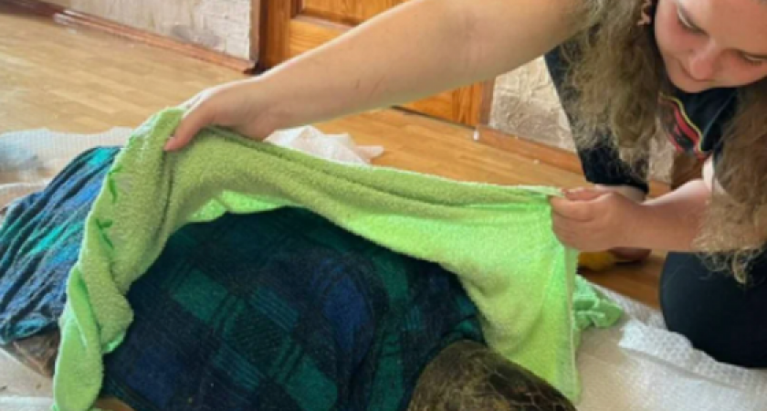 «Дышит раз в пять минут, истощена и простужена»: ветеринары спасают 100-килограммовую Средиземноморскую черепаху, которую выбросило на берег моря в Анапе