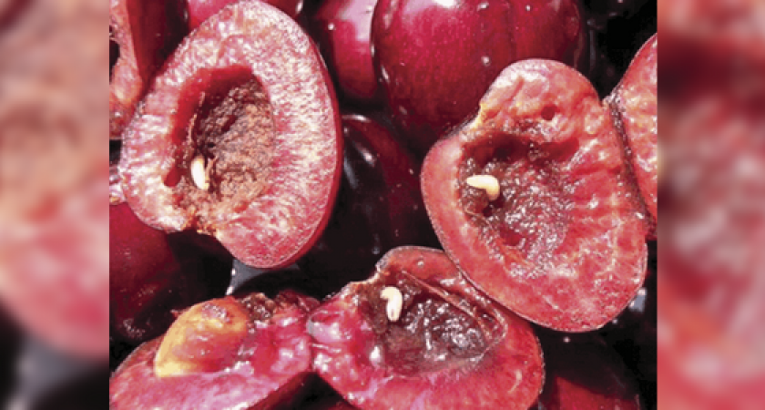 85 тонн зараженной черешни из Турции не пустили в Россию