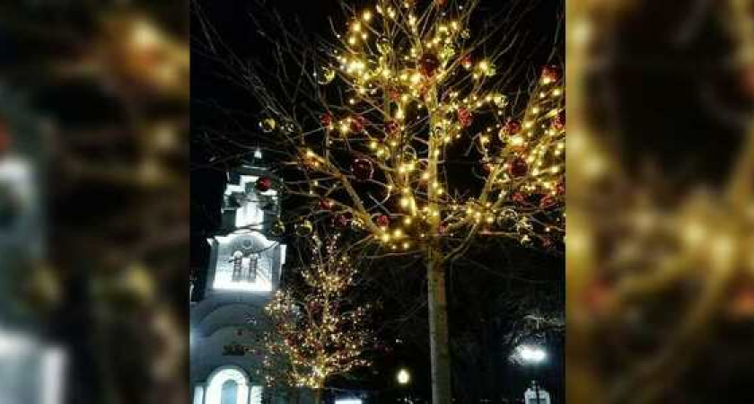 Праздник к нам приходит! На бульваре Черняховского в Новороссийске по-новогоднему нарядили каштаны