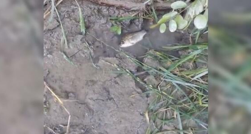 После ливня в Новороссийске на проспекте Ленина в лужах плавала живая рыба: видео необычного явления выложили в сеть