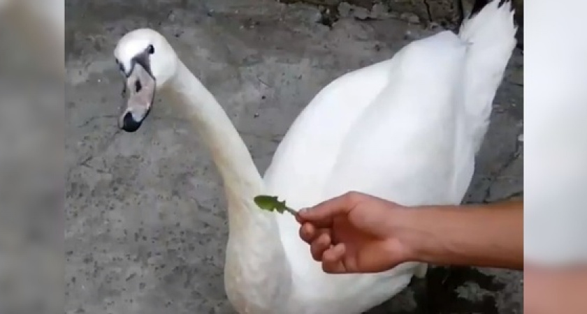 «Скайна любит смотреть мультики и может расплакаться, если ее обидели»: интервью НАШЕЙ с хозяйкой лебедя, которого выгуливали по набережной Новороссийска на поводке