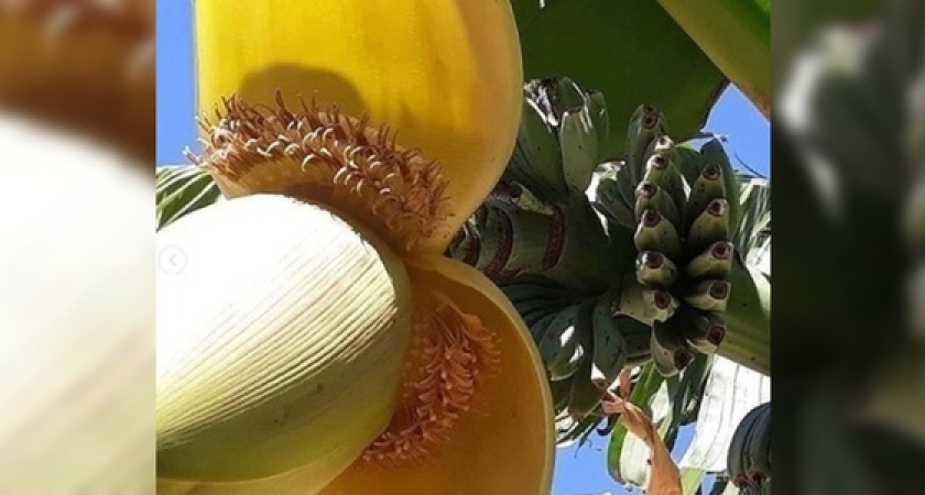 Бананы из Супсеха: жители Анапы выращивают у себя на подворье бананы