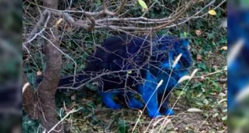 «Новый вид издевательства»: в Новороссийске неизвестные красят котов в синий цвет