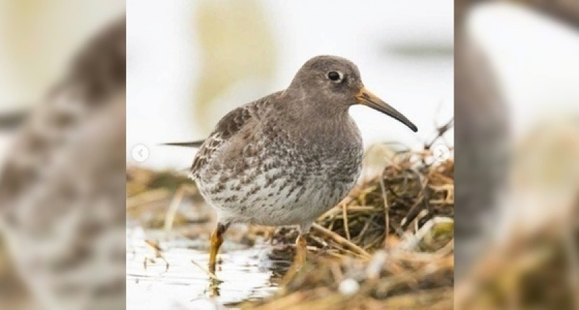 Редкая арктическая птица поселилась на Суджукской косе в Новороссийске
