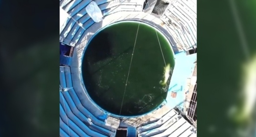 «Тесно, грязно, жуть»: в Сети появилось видео, как в новороссийском дельфинарии в ужасных условиях содержатся афалины