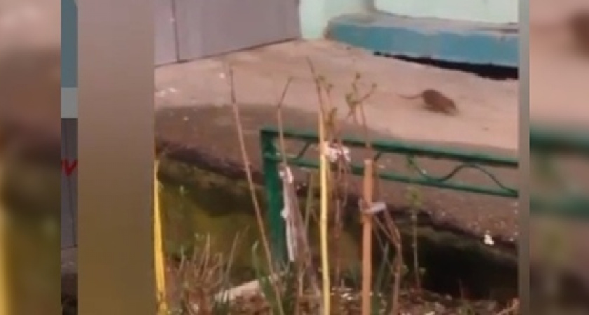 Огромная крыса средь бела дня разгуливает у подъезда многоэтажки в Новороссийске:  жители дома сняли видео