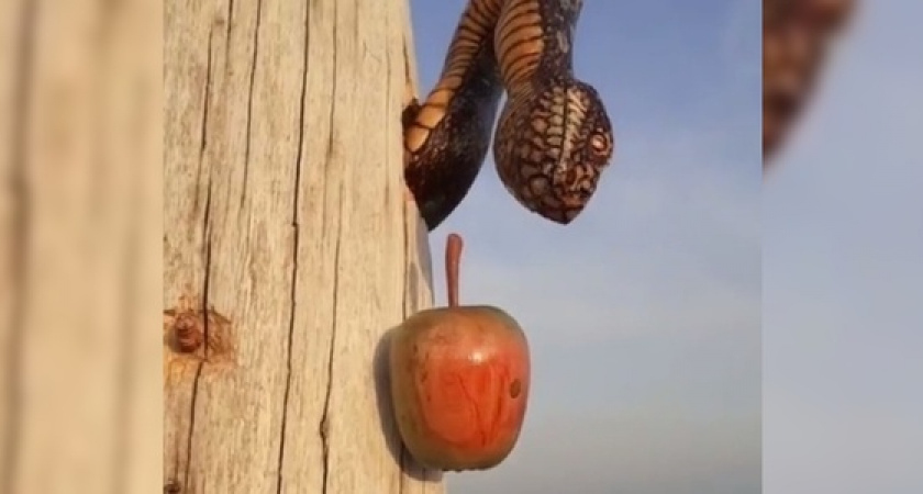 Яблоко и змей-искуситель: новая необычная инсталляция на Суджуке впечатлила новороссийцев