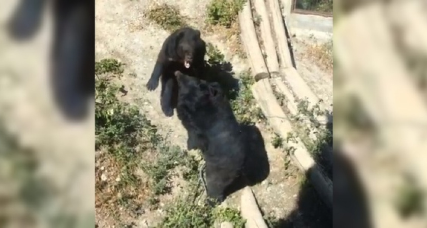 «Мощно! Зрелищно!»: ссора в семье гималайских медведей в «Сафари-парке» Геленджика попала на видео