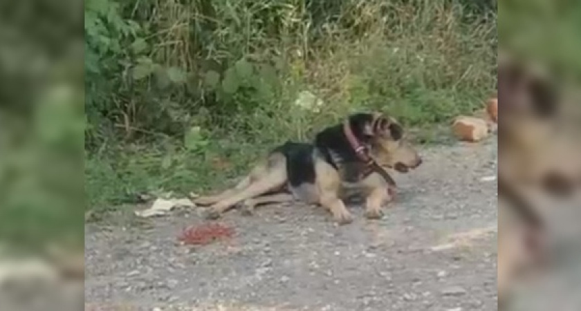 Под Новороссийском преданный пес несколько дней сидит на одном месте и ждет хозяина