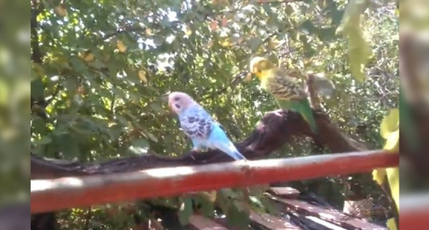 Два попугая живут прямо на улице в винограднике на даче новороссийца: видео пернатой пары