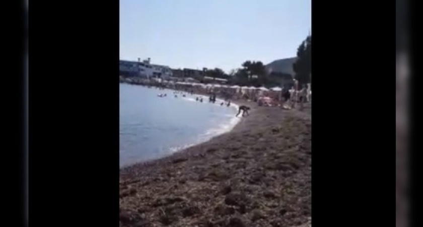 Огромное количество крыс заметили новороссийцы на пляже в Мысхако: видео очевидцев