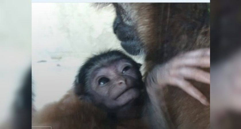 В геленджикском «Сафари-парке» на свет появился чернорукий гиббон размером с ладонь