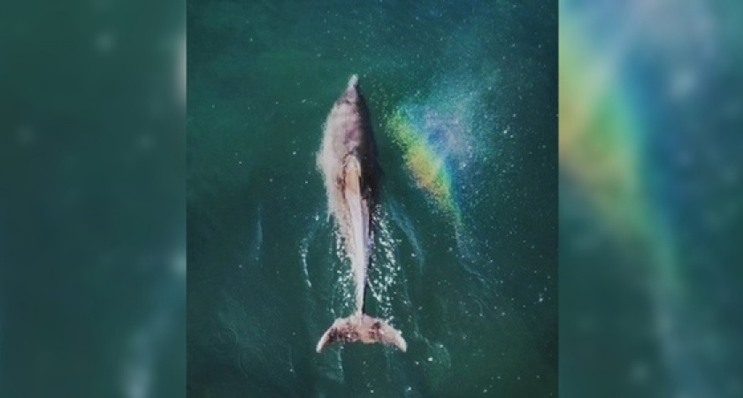 Физика или волшебство? Новороссийский фотограф снял, как дельфины «творят радугу», пуская фонтанчики