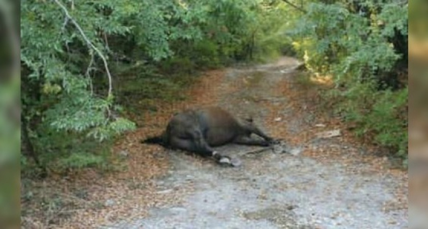 Новороссийцы нашли труп лошади со связанными ногами