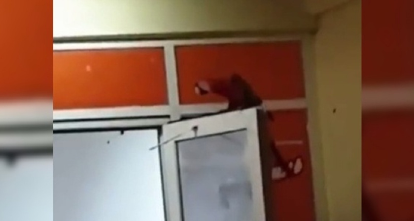 «Джек Воробей в городе!»: новороссийцы сняли на видео крупного попугая, который свободно гуляет в центре города