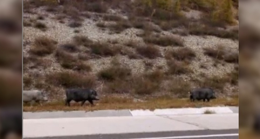 Новороссийцы сняли на видео семейство диких кабанов, разгуливающих вдоль трассы