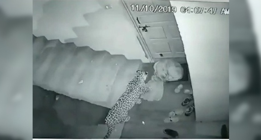 «Леопард напал на спящую собаку в общежитии Шесхариса»: фейковая новость о сбежавшем хищнике напугала новороссийцев