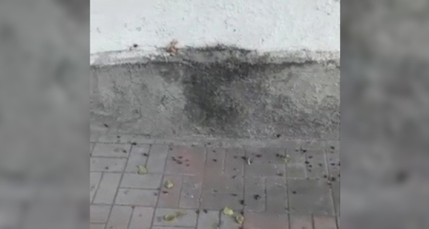 «Их тьма!»: новороссийцы сняли на видео «ковер из тараканов» на тротуаре
