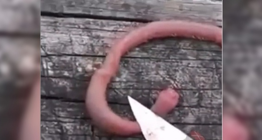 Зубастого «червя-монстра» поймал кубанский рыбак и снял на видео