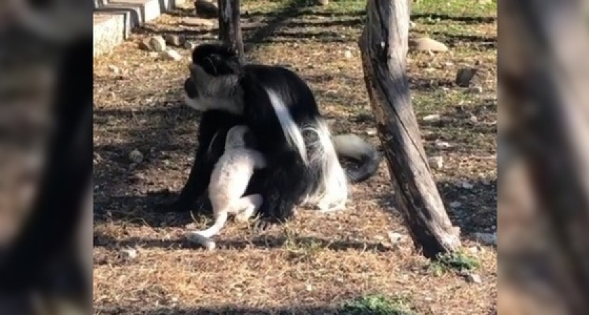 «Нафаня, Нарутто, Ниндзяго». Новороссийцев просят придумать кличку на букву «Н» для новорожденного колобуса