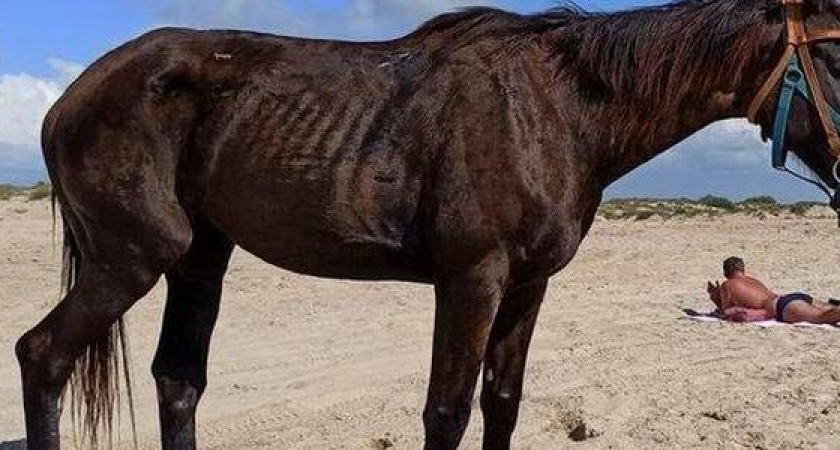 Жители Анапы требуют закрыть конюшню, в которой жестоко обращаются с лошадьми