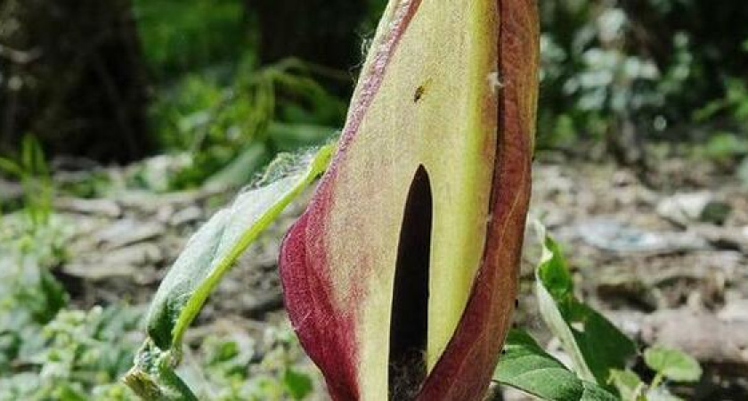 В Новороссийске зацвело растение с ароматами кала и тухлого мяса