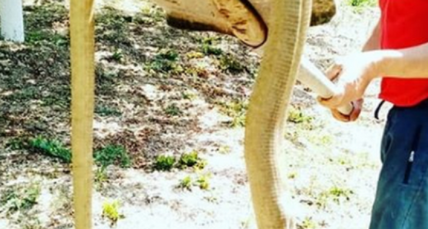 В Анапе поймали змею-гиганта. О рептилиях «чудовищной величины», обитающих в этих местах, писал Султан Крым-Гирей