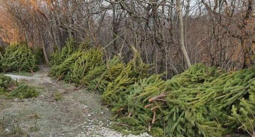 Новороссийцы нашли в Борисовке кладбище непроданных ёлок