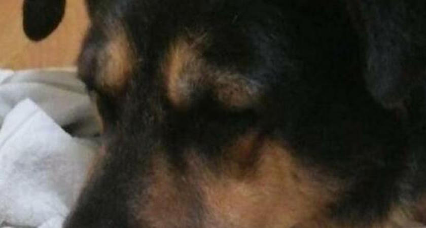"Собака все чувствовала и страдала от боли": кастрация на дому едва не убила домашнего любимца новороссийки