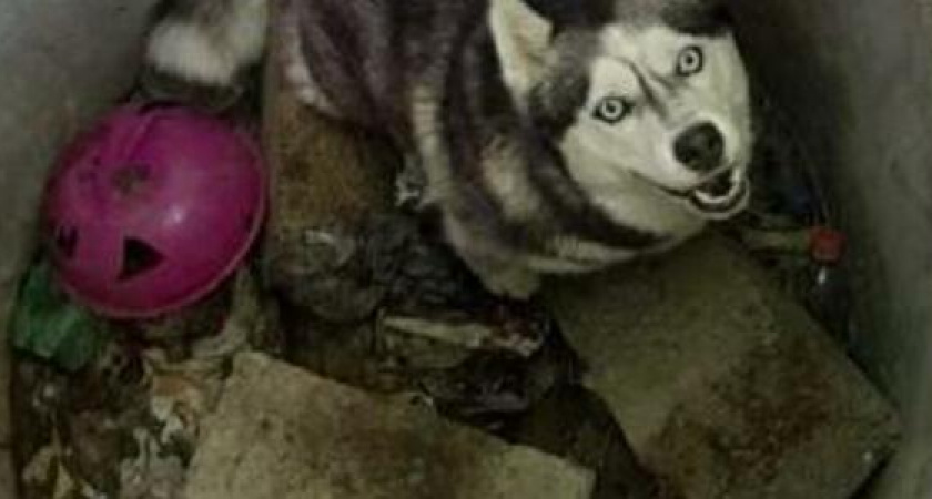 В Новороссийске на заброшенной стройке собака упала в колодец