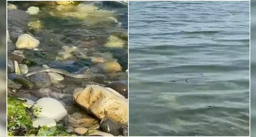 Рыбку ловили, на солнышке грелись: новороссийцы заметили в море змей (видео)