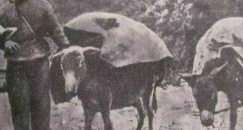 Животные-герои. В Новороссийске могут установить памятник осликам, «воевавшим» на Малой земле