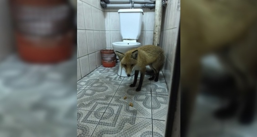 Ручную лису с цепью на шее поймали жители Новороссийска: животному ищут новый дом