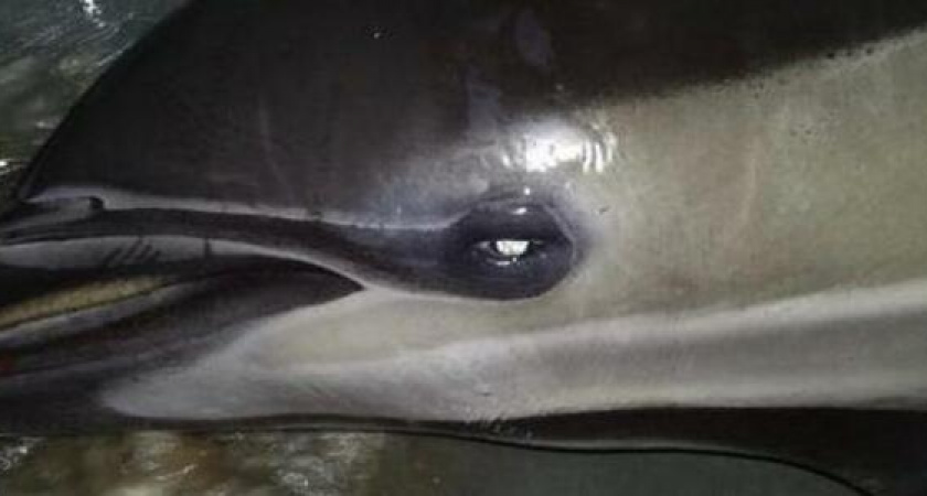 «Пена из дыхала, судороги». Умирающего дельфина нашли на пляже в Новороссийске