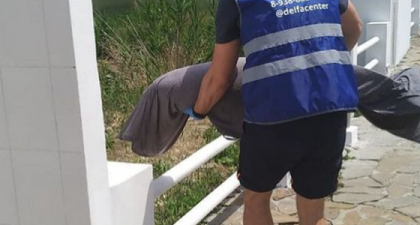 Под Новороссийском на берег выбросился дельфин в состоянии токсического шока